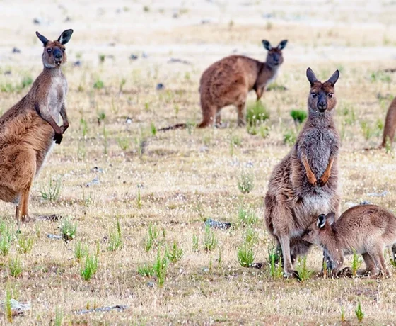kangaroo island south australia copyright 2018 terence carter grantourismo t
